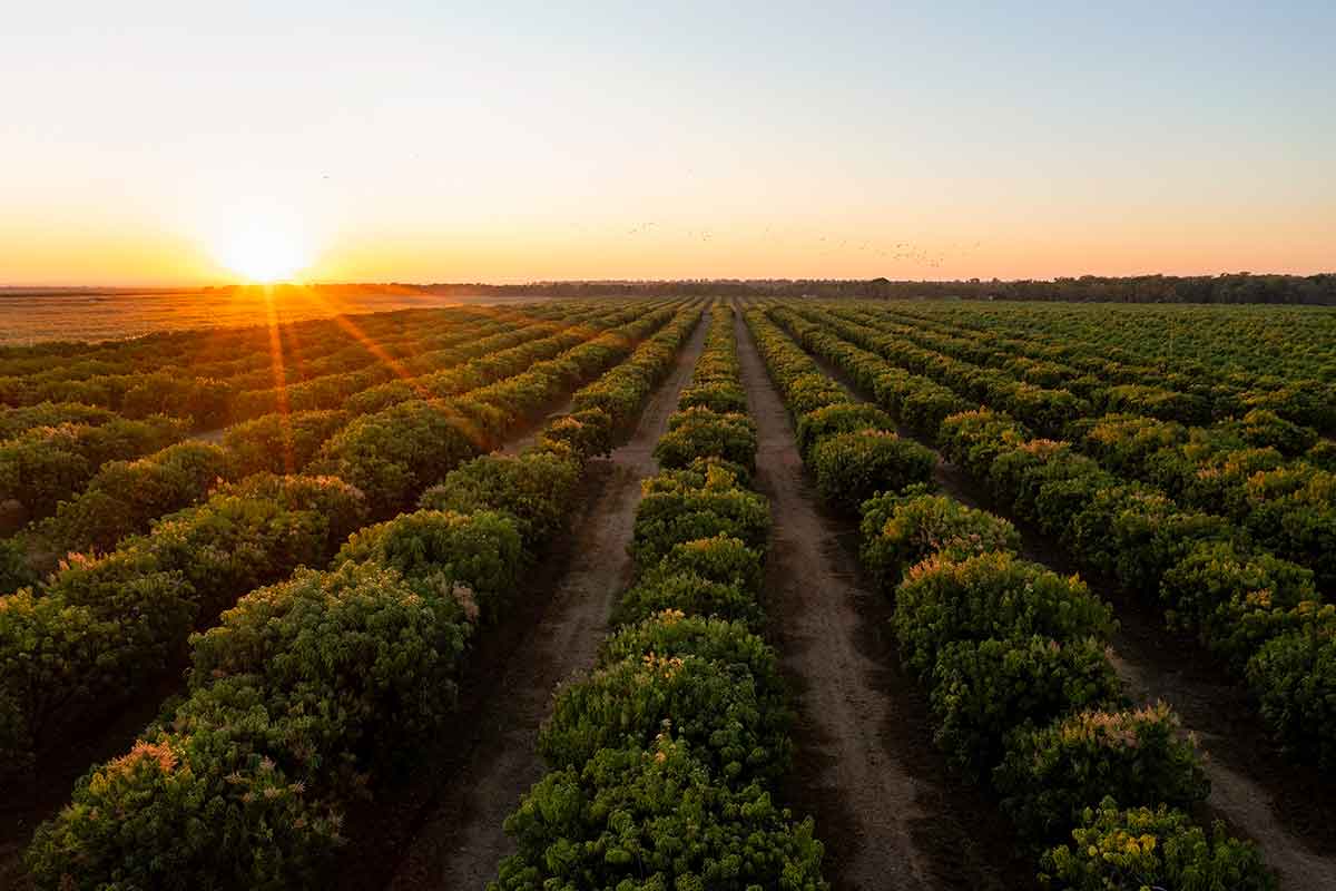 A golden sunset bathes a vast field of green crops under a clear sky that fades from orange to blue.