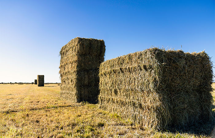 Large rectangular hay bales are stacked neatly in a field beneath a clear blue sky.