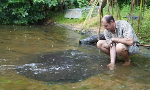Matt Lamb crouching next to giant whipray