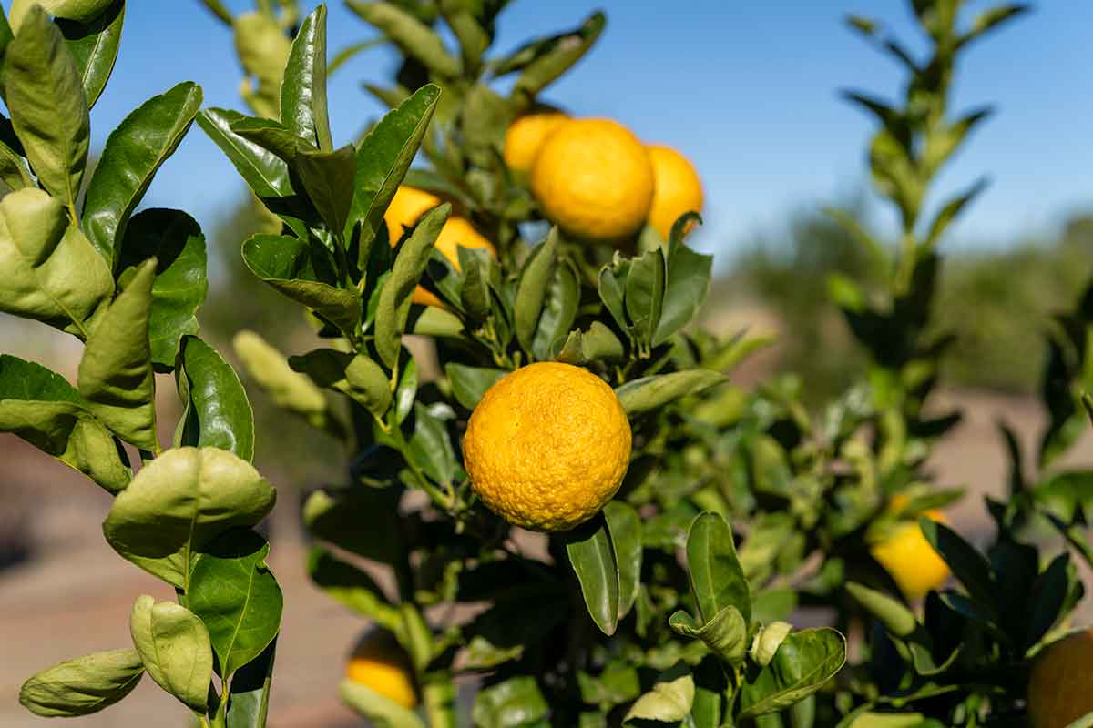 Citrus