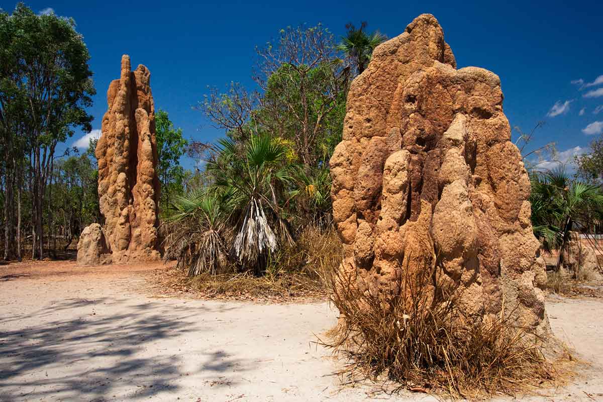 magnetic termite mound