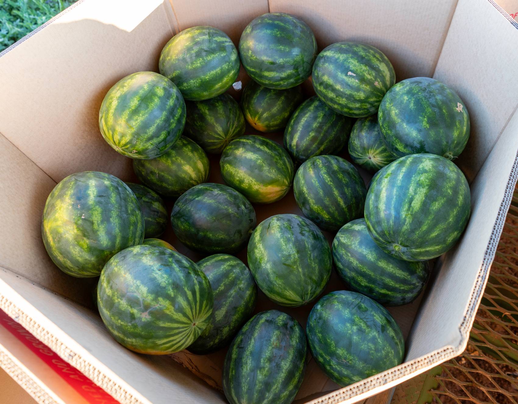 A box filled with several green watermelons, striped and fresh-looking.