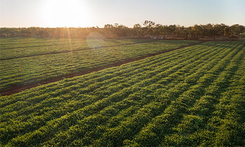 larrimah agricultural development land