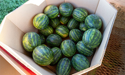 watermelon