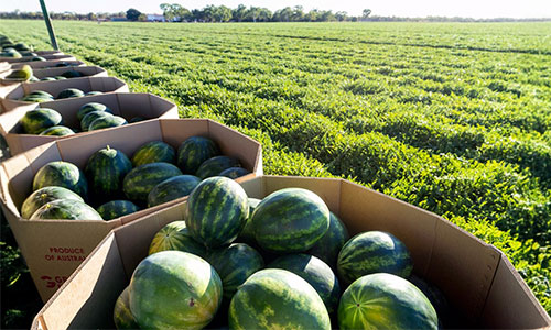 greenview farm watermelons