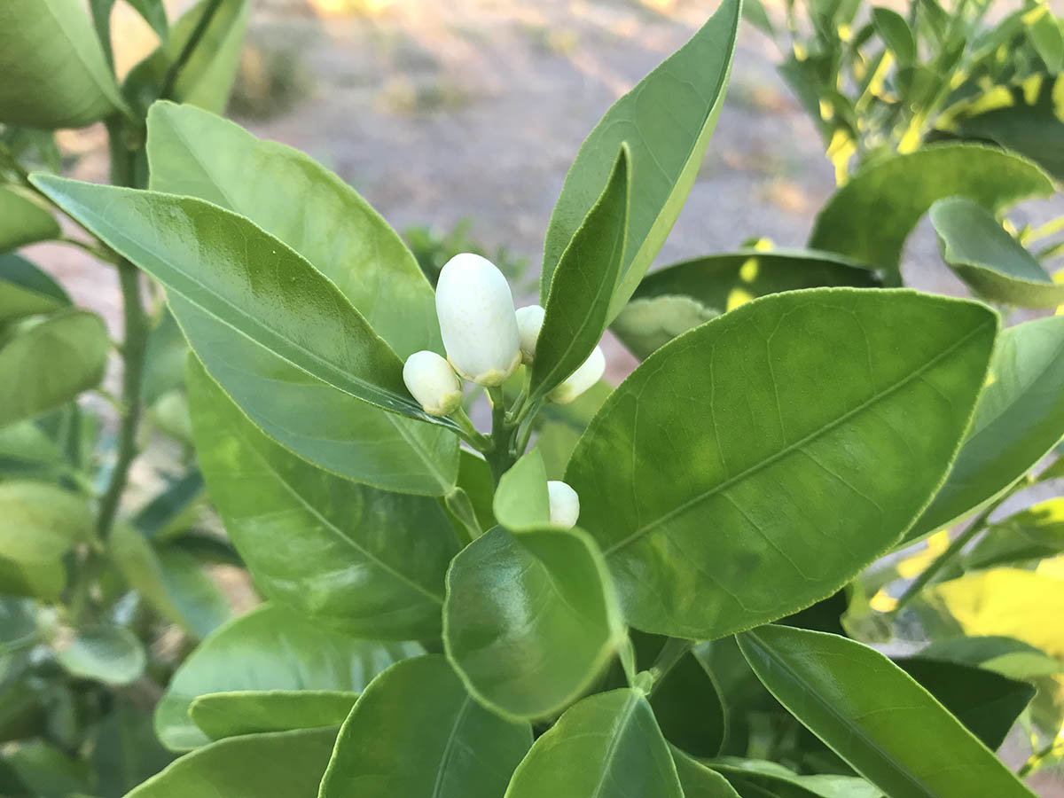 flowering