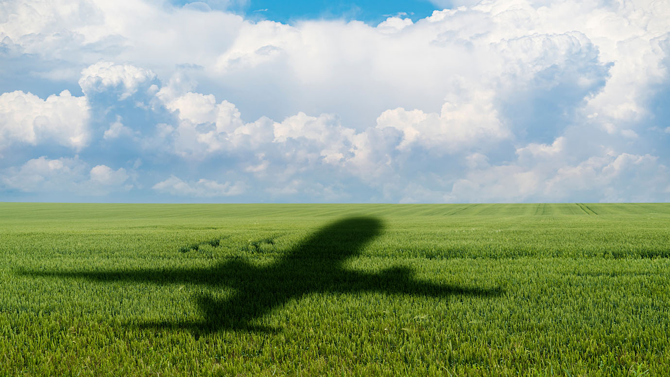Shadow of an airplane over a field of sunflowers.