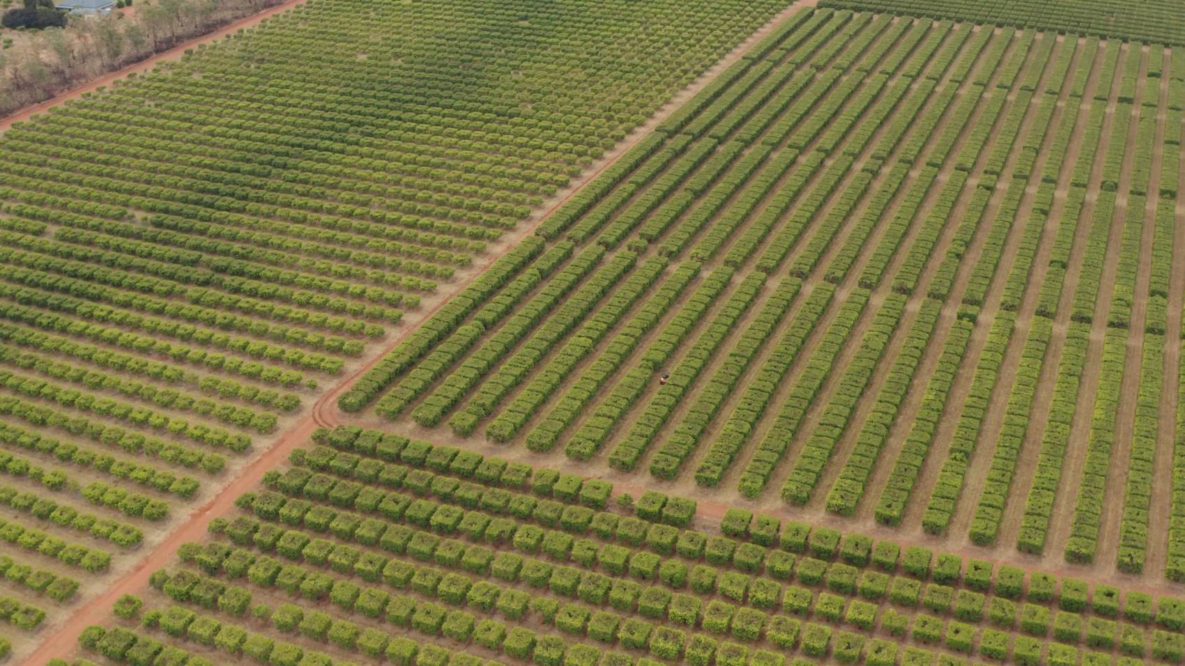 Aerial view of vast, green agricultural fields with neatly organized rows of crops.