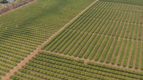 Aerial view of vast, green agricultural fields with neatly organized rows of crops.