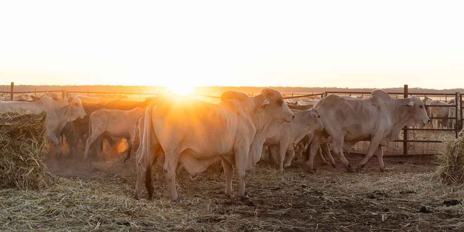Cows standing in a field at sunrise with hay bales nearby.