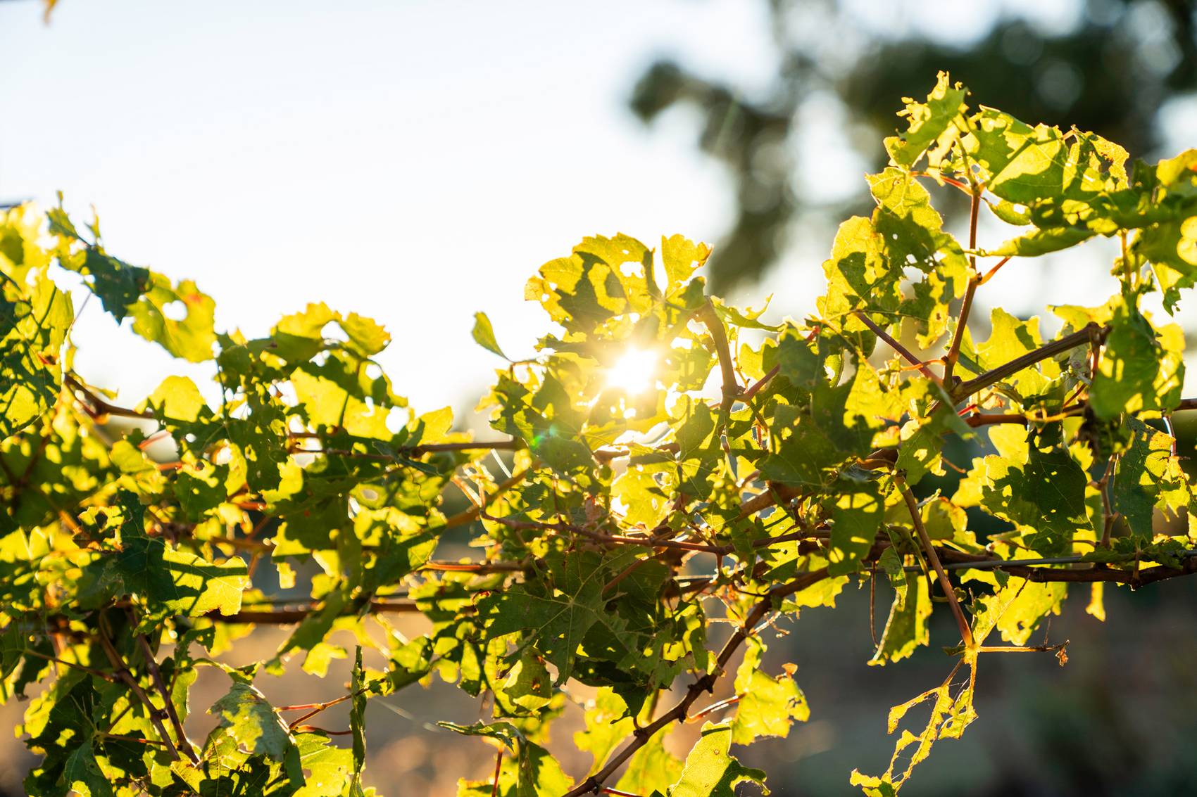 Sunlight shining through vibrant green grapevine leaves.
