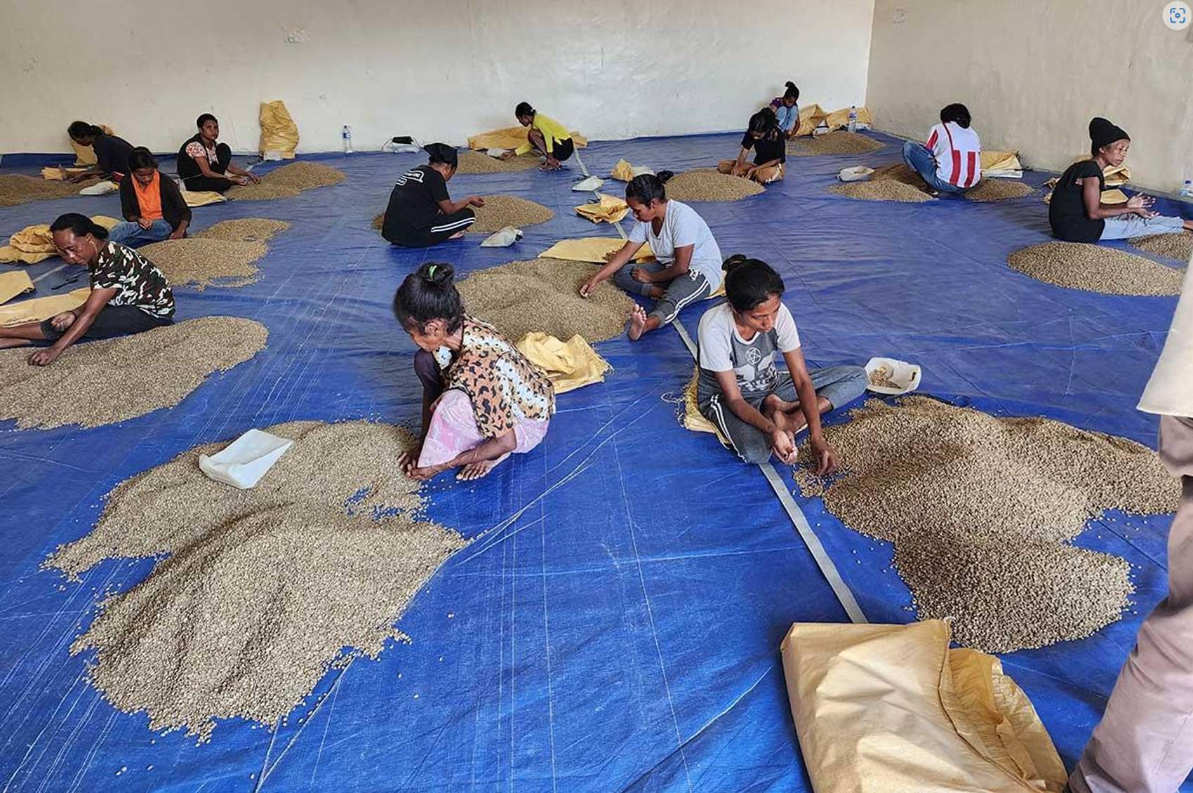 People sorting grains on a blue tarp indoors.
