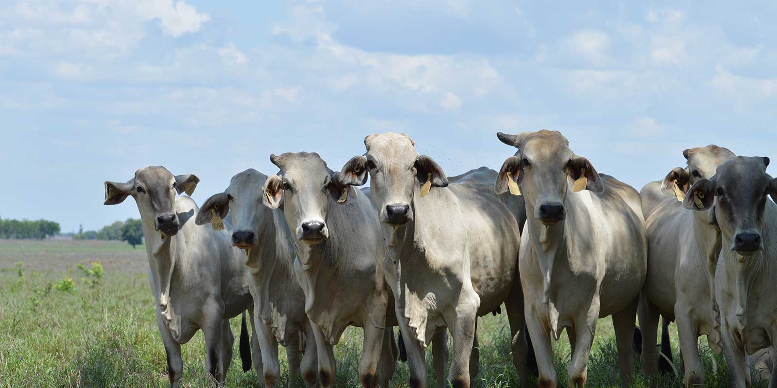 Cattle
